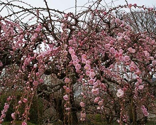 約160本の梅が咲き誇る愛媛県の南楽園で「梅まつり」開催