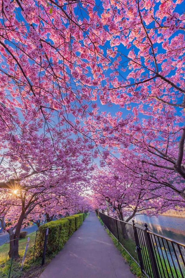 春を楽しむことができる河津桜の回廊