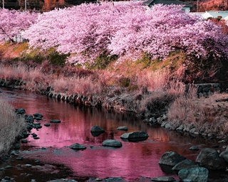 静岡県河津町で伊豆に一足早い春の訪れを告げる「第30回河津桜まつり」が開催