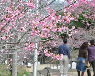 南国沖縄の春の訪れ！沖縄県八重瀬町で「第14回やえせ桜まつり」開催