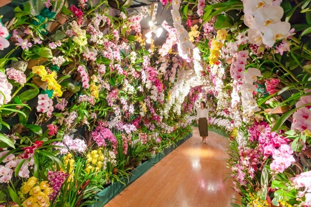 色鮮やかな蘭が頭上を覆う「蘭のトンネル」 ※写真はイメージ