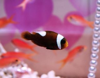ヨコハマおもしろ水族館で 「LOVE LOVE お魚たちのバレンタイン」