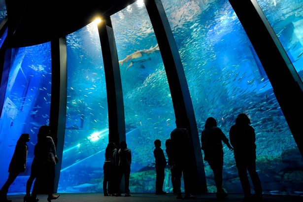 5万尾のイワシの群れが輝きを放ちながら泳ぐ、「アクアミュージアム」の大水槽