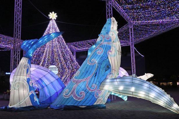 冬の横浜 八景島シーパラダイスは夜もアツい コウペンちゃん とのコラボイベントも ウォーカープラス