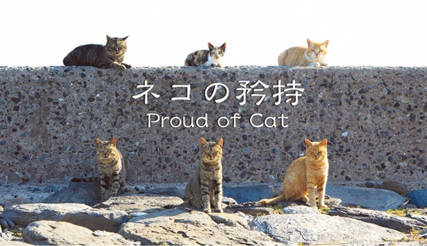 相島をはじめ、九州で撮影した作品を展示 / 森永健一写真展 ネコの矜持～Proud of Cat～
