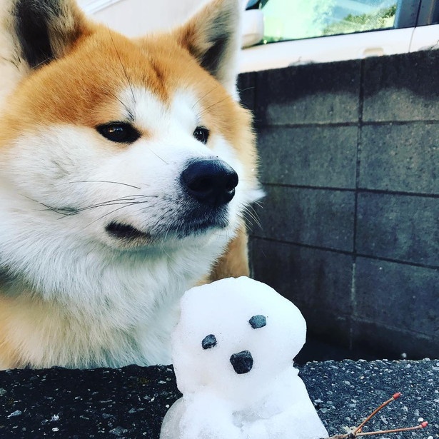 画像14 44 もっふもふの秋田犬 思わず抱きつきたくなる 古民家宿の営業部長すーちゃんって ウォーカープラス