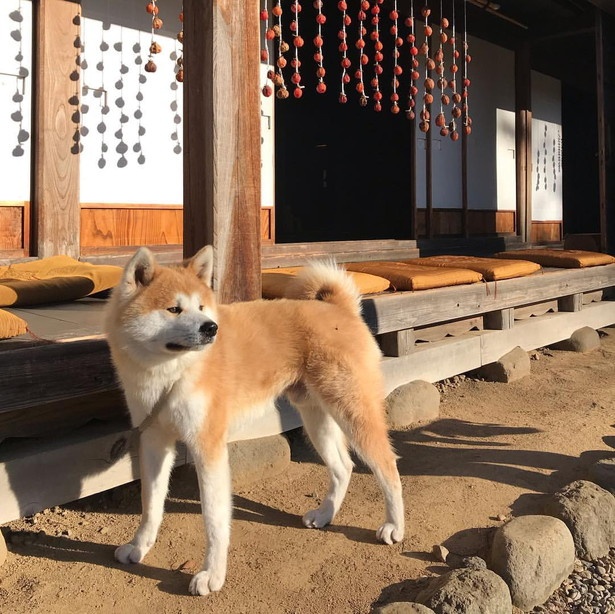 画像2 / 44＞もっふもふの秋田犬！思わず抱きつきたくなる、古民家宿の 