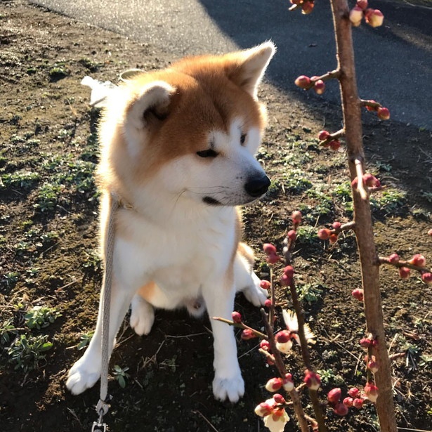 画像30 44 もっふもふの秋田犬 思わず抱きつきたくなる 古民家宿の営業部長すーちゃんって ウォーカープラス