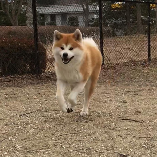 画像32 44 もっふもふの秋田犬 思わず抱きつきたくなる 古民家宿の営業部長すーちゃんって ウォーカープラス