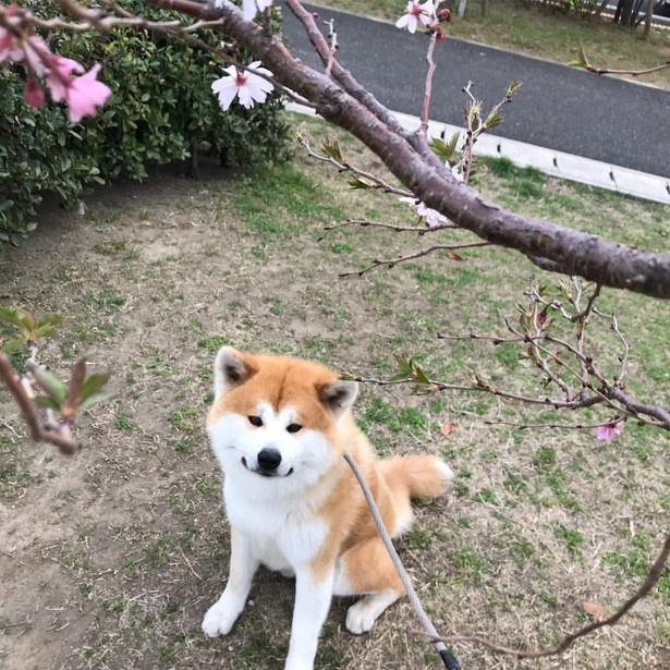 もっふもふの秋田犬 思わず抱きつきたくなる 古民家宿の営業部長すーちゃんって ウォーカープラス