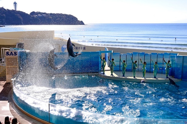 コロナ対策情報付き 新江ノ島水族館 の楽しみ方 基本情報やおすすめの回り方なども紹介 ウォーカープラス