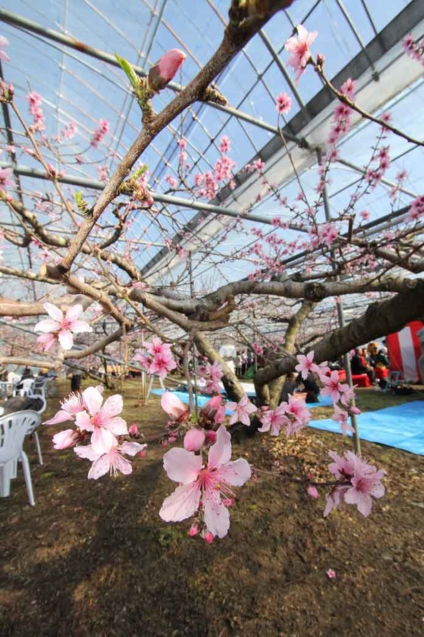 可愛い桃の花を見て、美味しい桃を先行予約