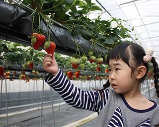 最大6品種の食べ比べが楽しめるいちご狩りが岡山県の農マル園芸あかいわ農園で実施中