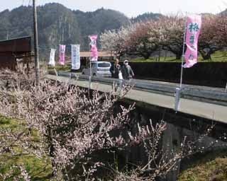 春の香りを楽しむ「第40回日田おおやま梅まつり」が大分県日田市で開催