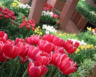 チューリップと早春の花々のコラボ！富山県のチューリップ四季彩館で「季節を彩る花々」開催