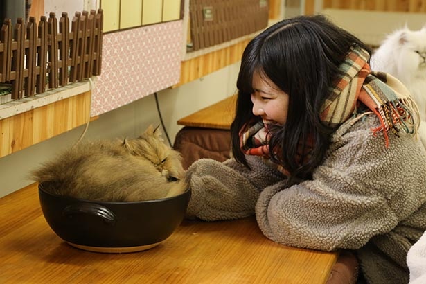 【写真】土鍋に入るネコが愛らしい