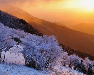 自然が生み出す氷の華！奈良県のみつえ青少年旅行村で「霧氷まつり」開催中
