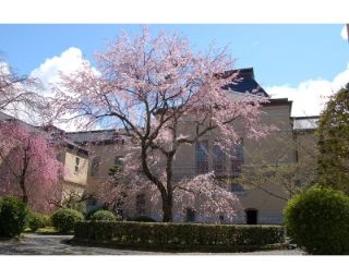 歴史ある貴重な桜を鑑賞できる！京都府庁旧本館で｢観桜祭｣開催