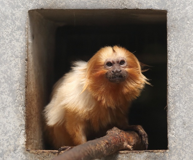 日本ではこの動物園にしかいない希少なゴールデンライオンタマリンは、ブラジルからやって来た小型サル / わくわく！はまZOO 浜松市動物園