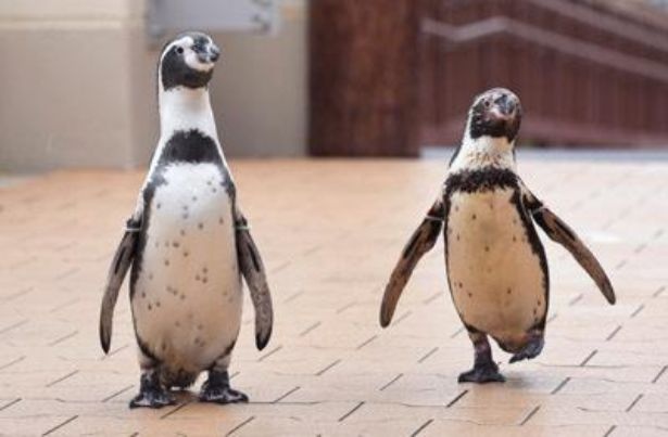 フンボルトペンギンたちがかわいい「ペンギンのおさんぽ」