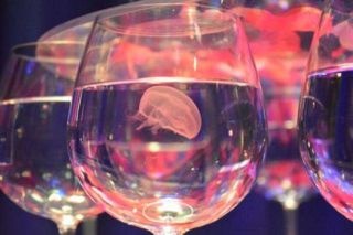 「新江ノ島水族館」でバレンタインイベント『恋する“えのすい”』開催中！