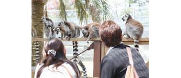 「日本モンキーセンター」(愛知・犬山)の「ワオキツネザル」は目の前で走り、跳び、じゃれあう！