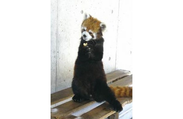 「浜松市動物園」(静岡・浜松)の「レッサーパンダ」