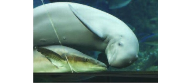 「遊んで～」と、魚にすり寄る「南知多ビーチランド」(愛知・美浜町)のハクジラ「スナメリ」