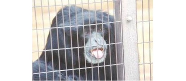 舌を出して「アッカンベー」をする「東山動植物園」(名古屋・東山公園)の「フクロテナガザル」