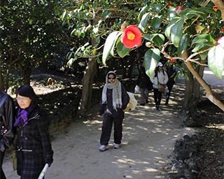 美しい笠山椿群生林を歩いてみよう！山口県萩市で「萩・椿まつり」開催