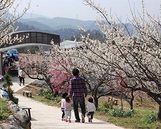 花薫る天空の梅林が見どころの「満汐梅林花見まつり」が広島県三原市で開催中