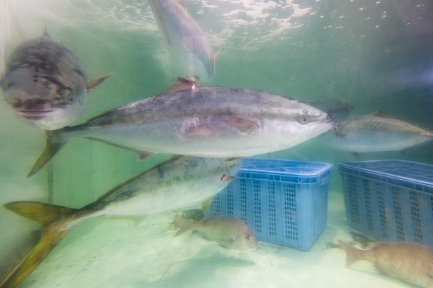 大きな魚が所狭しとたくさん泳いでいて、大人でもちょっと興奮してしまう(笑)