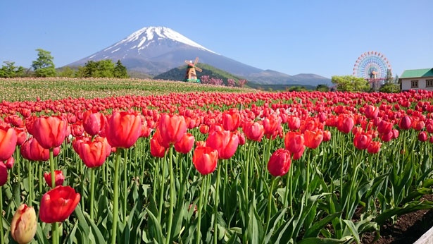 【写真】春には満開のチューリップと富士山の共演を楽しめる