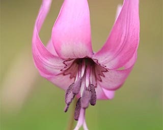 広大な地に花が咲き乱れる福井県の矢ばなの里で「第12回かたくりまつり」が開催