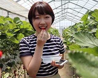 様々な野菜も取り扱う埼玉県の所沢北田農園でいちご狩りを楽しもう