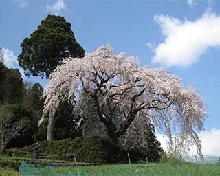 高知県で樹齢200年の貫禄の佇まいが見どころの中越家のしだれ桜を見よう
