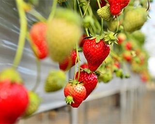 いちごの生産量東北一！宮城県の亘理郡亘理町でいちご狩りを満喫