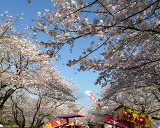 南九州随一の桜の名所！宮崎県都城市で「第70回都城もちお桜まつり」開催