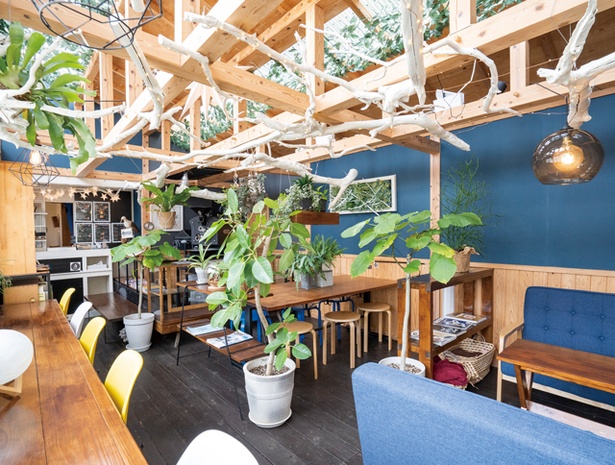 マメルクコーヒー / 増築したカフェスペース。観葉植物を配置し、海岸で収集した流木が天井を飾るおしゃれな空間