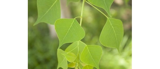 見た目にも涼しい「緑のカーテン」がオススメ！