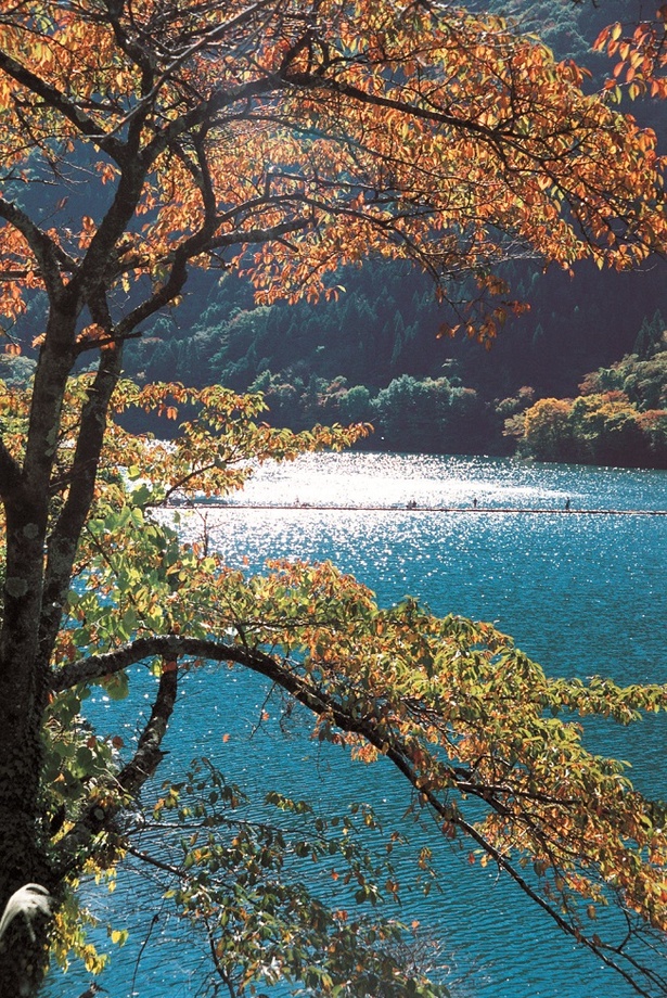 秩父多摩甲斐国立公園の奥に位置する奥多摩湖は、春は桜、夏は新緑、秋は紅葉に包まれる