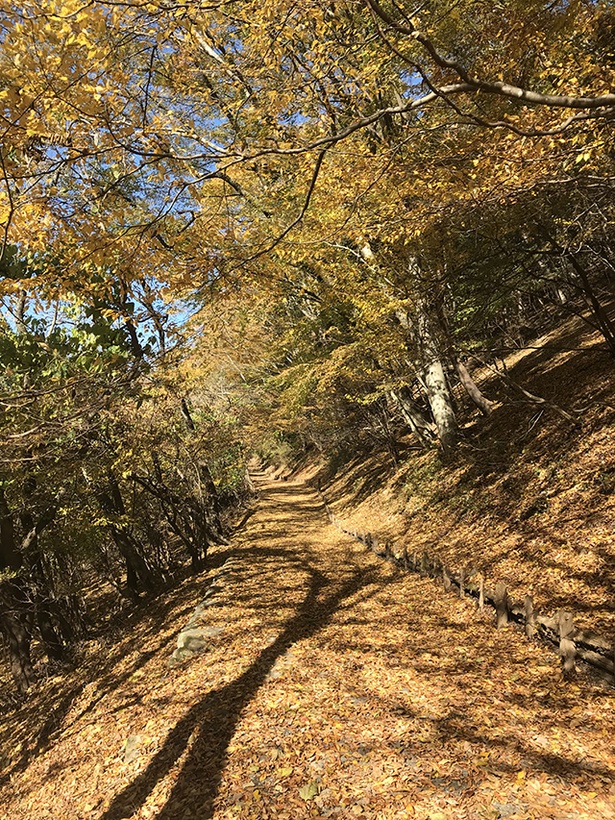 奥多摩湖周辺には遊歩道が整備されており、のんびり散策するのにお勧め。写真は秋の紅葉シーズンのもの