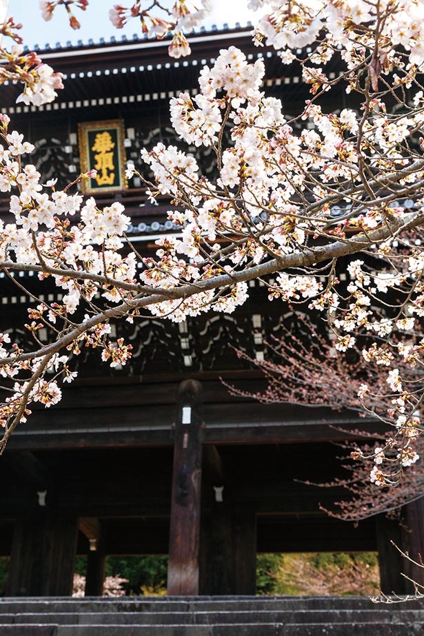 世界最大級の三門と桜の巨木が織り成す絶景