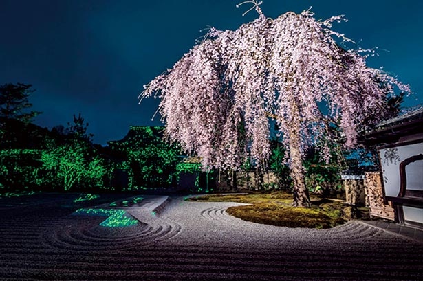 春の夜間特別拝観も実施予定。ライトアップされた木々が臥龍池に映る様子は神秘的な美しさ