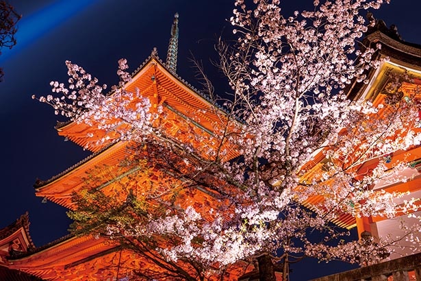 画像2 16 京都の桜を王道観光コースで満喫 哲学の道から清水寺へお花見名所巡り ウォーカープラス