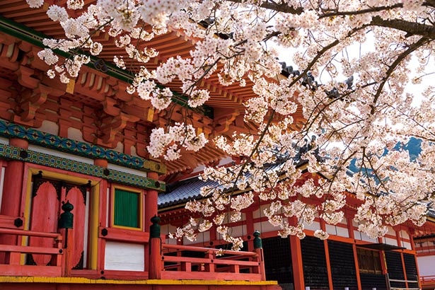 清水寺の正門・仁王門をあでやかな桜が幻想的に彩る