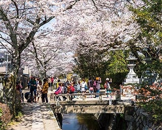 浄土宗 総本山知恩院の桜 桜名所 お花見 ウォーカープラス