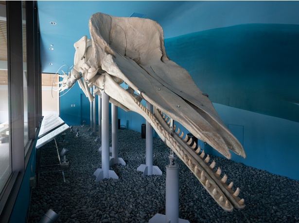 くじらの眠る丘 / 大迫力の骨格標本。クジラの種類などを記した資料も展示している