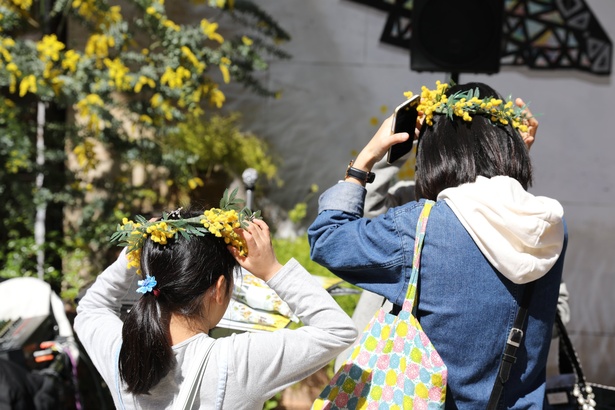 画像1 4 イタリアのひな祭り ミモザの花で彩る ミモザフェスタ を川崎で開催 ウォーカープラス