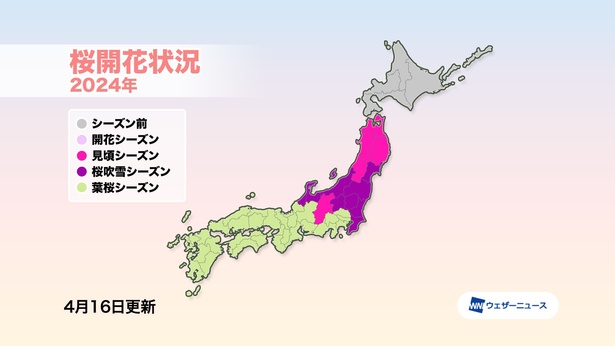 2024年の桜開花状況(情報は2024年4月17日発表 ウェザーニューズ)